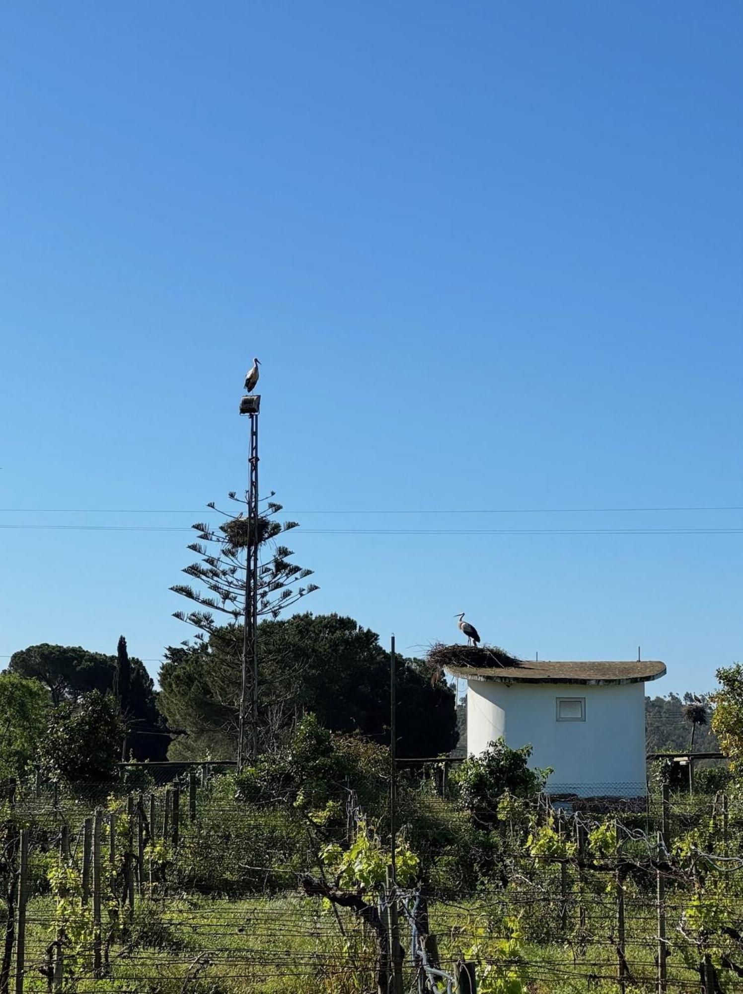 Casa Mimosa - Algarve Holiday home Portimao